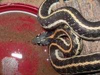 Black-Necked Garter Snake 02